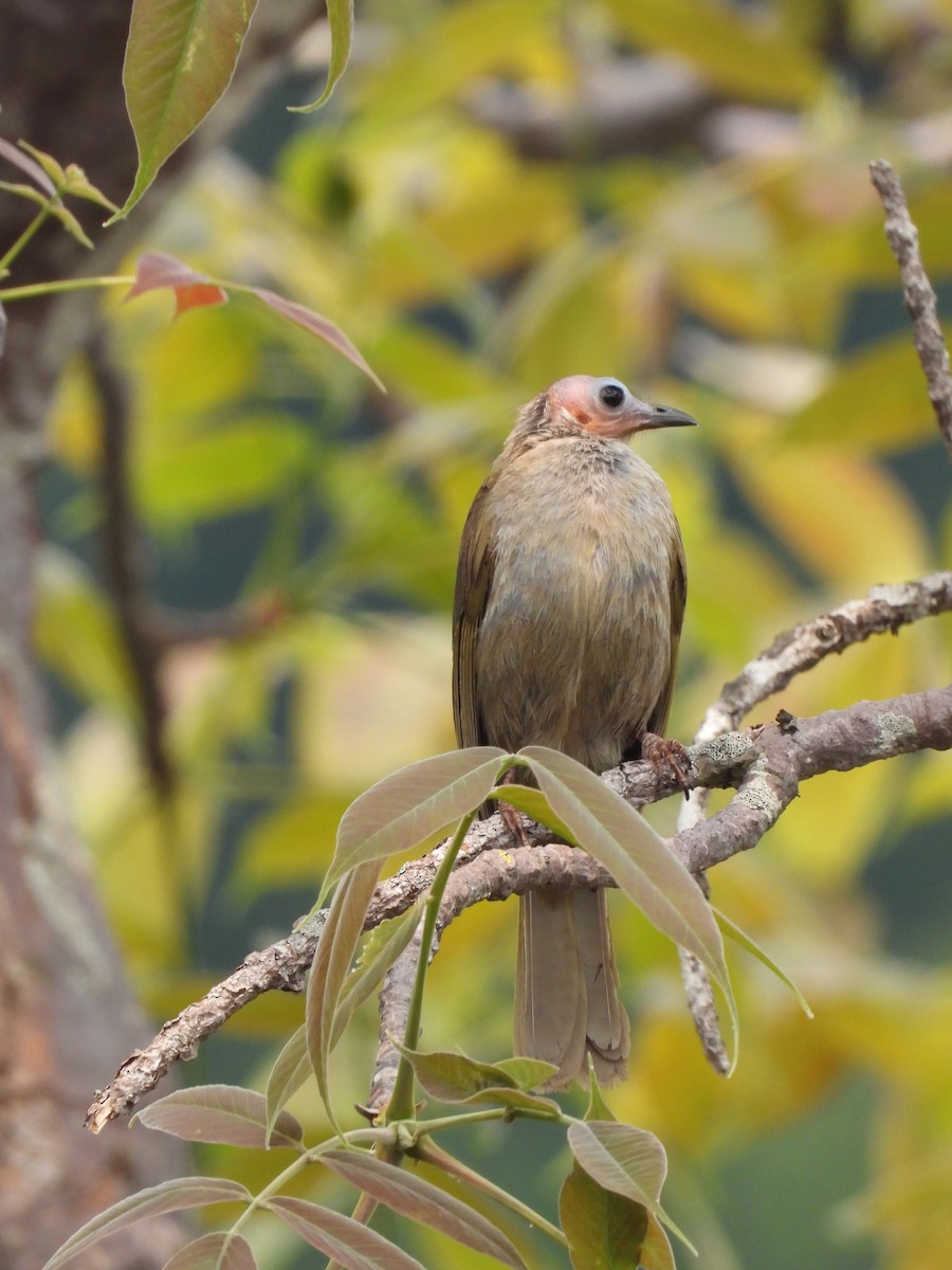 Bare-faced Bulbul - ML619164650