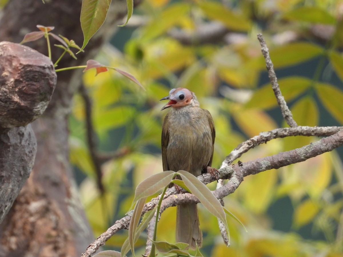 Bare-faced Bulbul - Thananh KH.