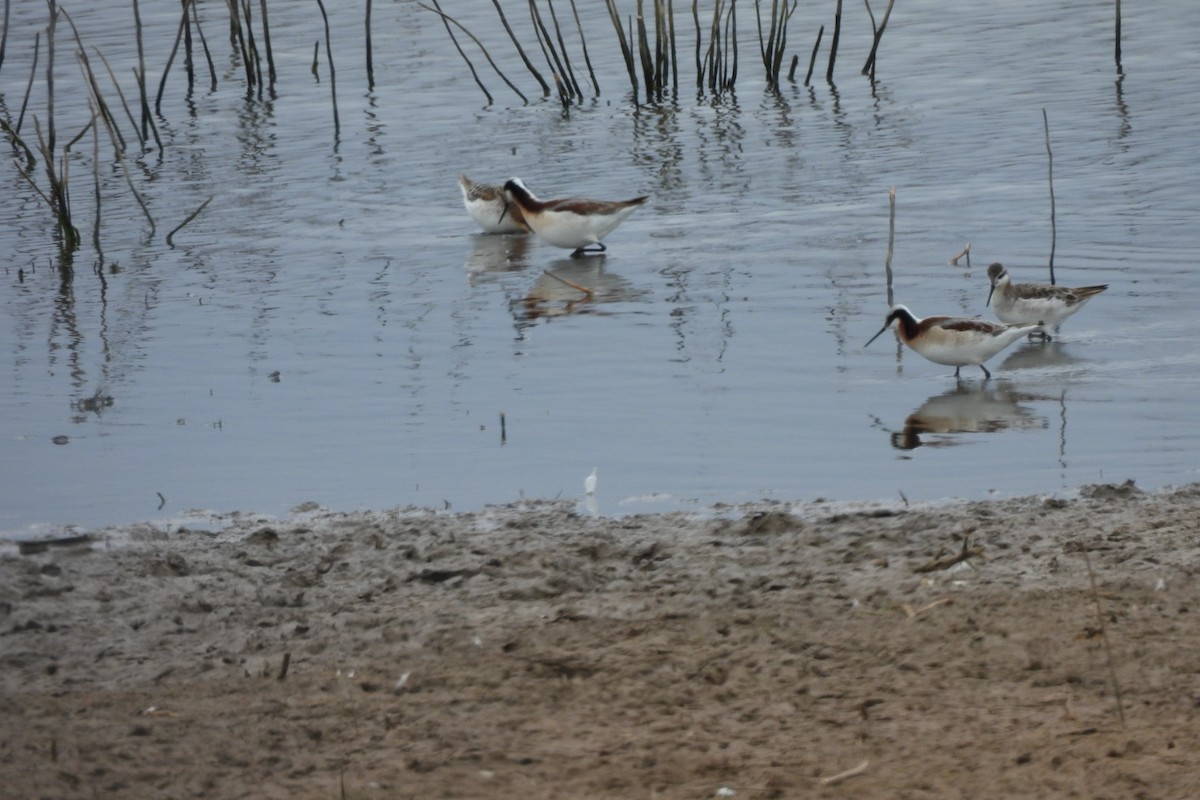 Wilson's Phalarope - ML619164659