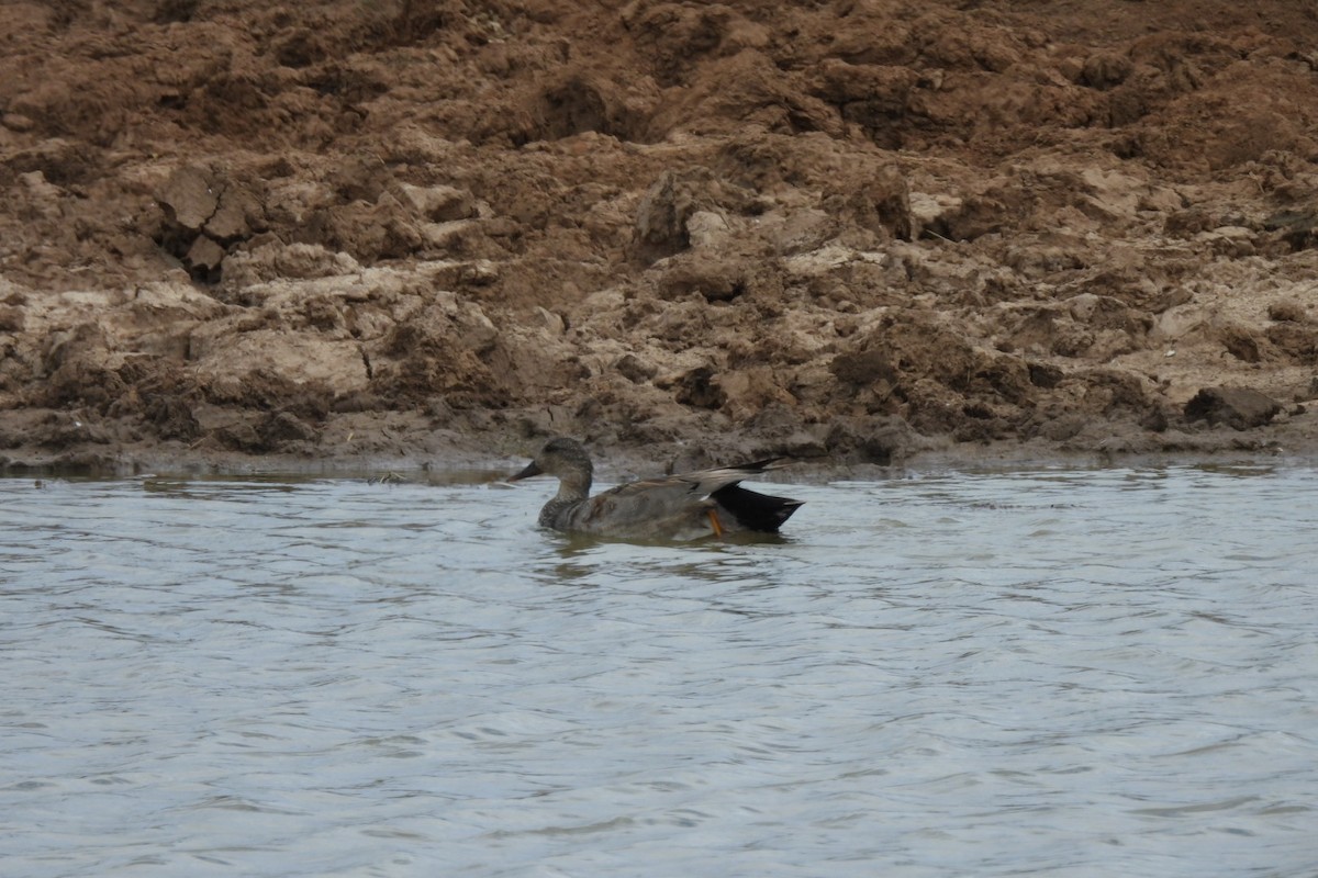 Gadwall - Bret Elgersma