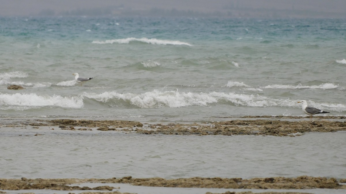 Lesser Black-backed Gull (Steppe) - Jeremie Berlioux