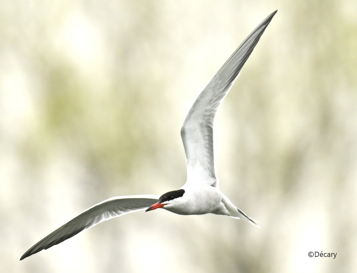 Common Tern - Marc Decary