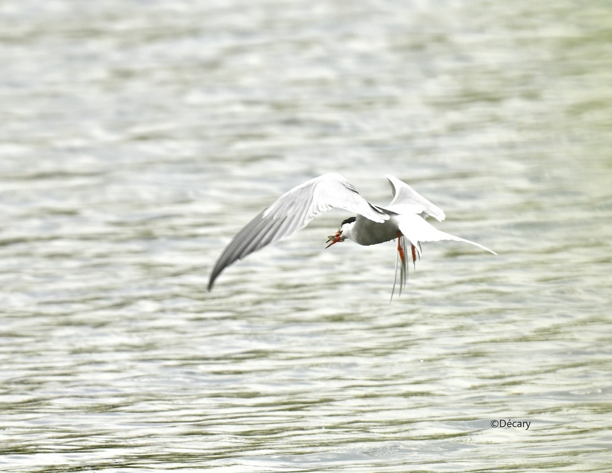 Common Tern - Marc Decary