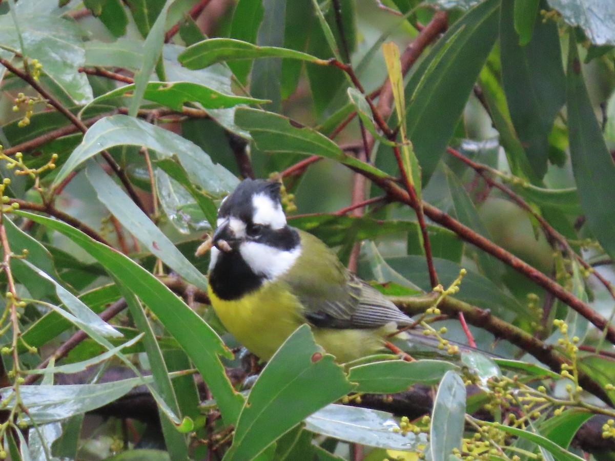 Eastern Shrike-tit - Greg Neill