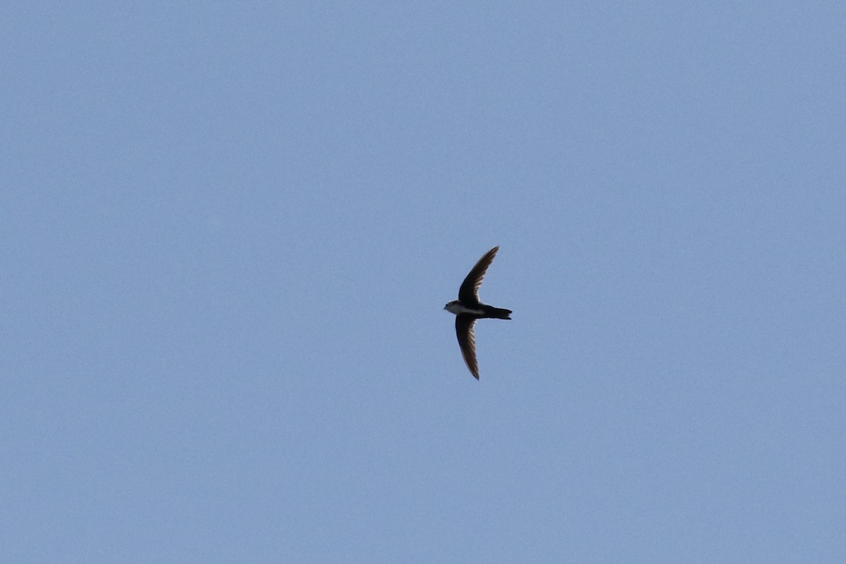 White-throated Swift - ML619164685