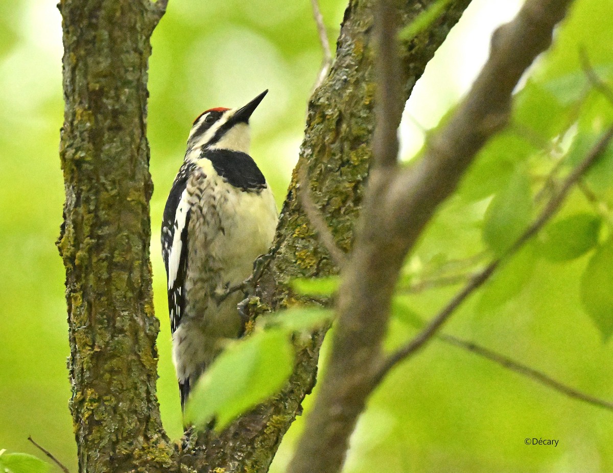 Yellow-bellied Sapsucker - Marc Decary