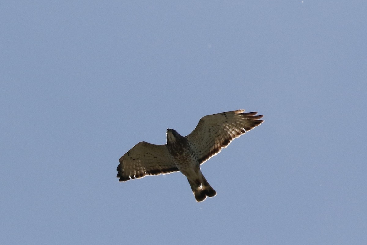 Broad-winged Hawk - ML619164692