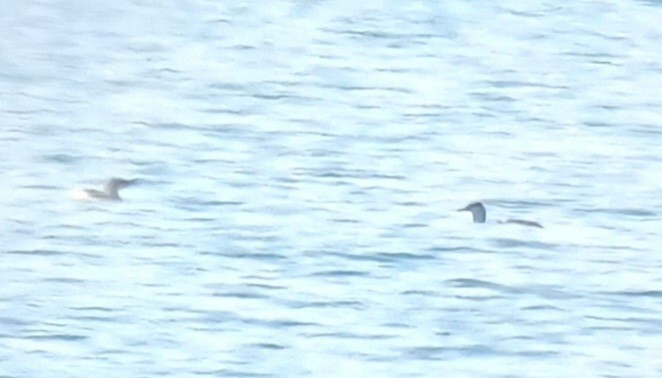 Red-throated Loon - ML619164697