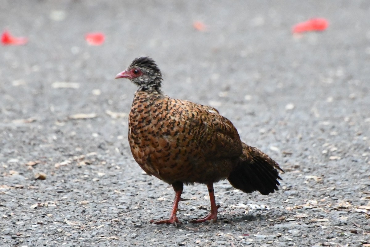 Red Spurfowl - ML619164698