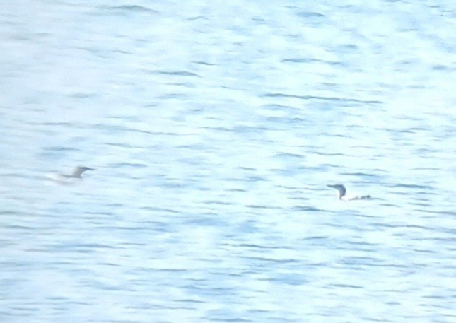 Red-throated Loon - ML619164700