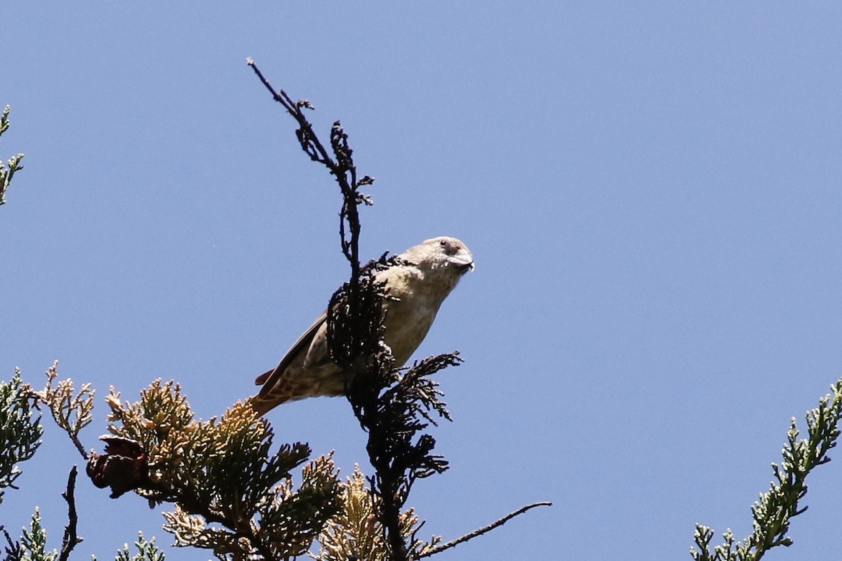 Red Crossbill (Douglas-fir or type 4) - Max Benningfield