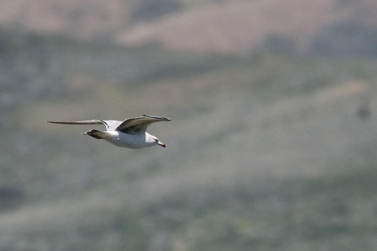 クロワカモメ - ML619164706