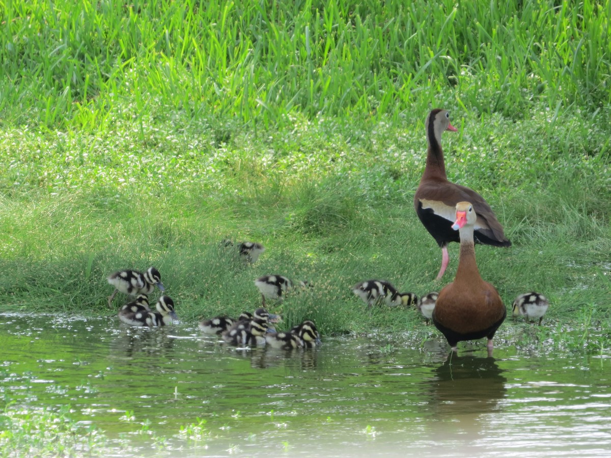 Black-bellied Whistling-Duck - ML619164716