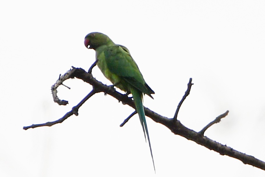 Rose-ringed Parakeet - ML619164718