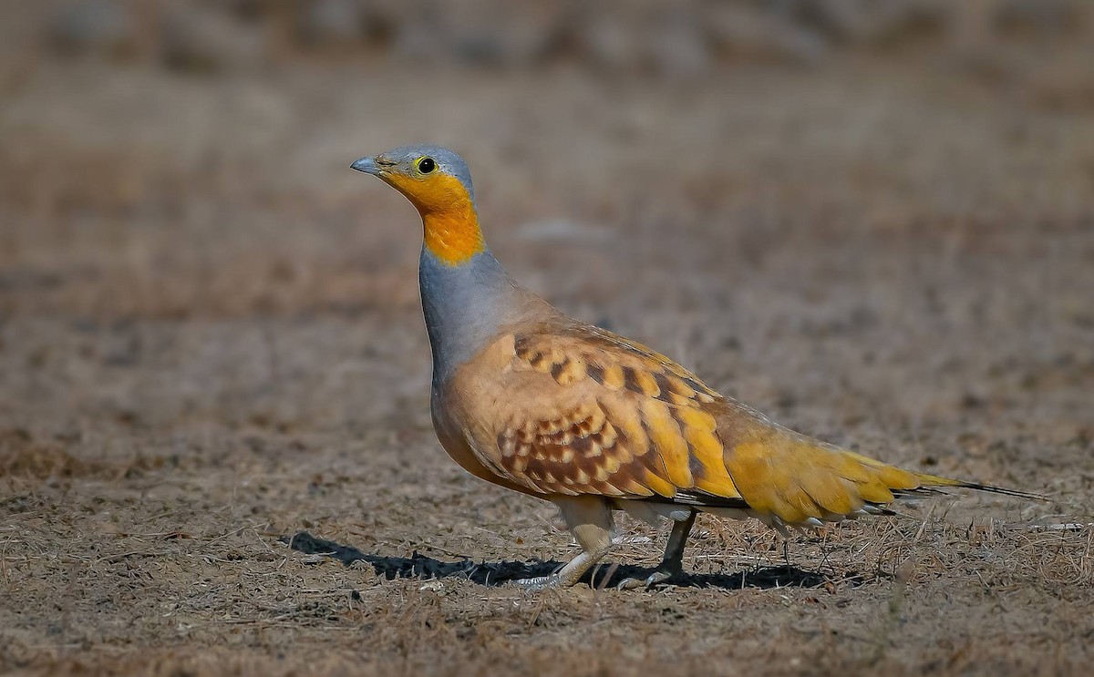 Spotted Sandgrouse - Rahul Chakraborty