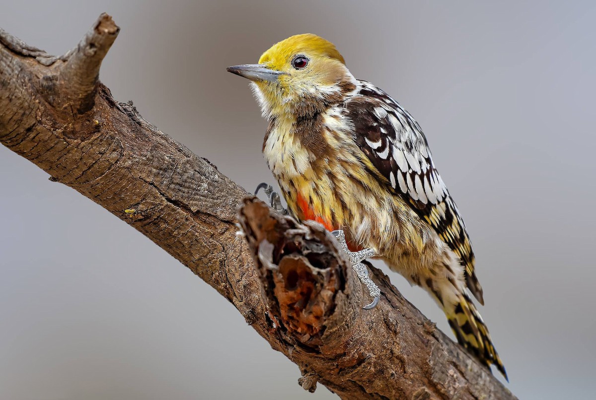 Yellow-crowned Woodpecker - Rahul Chakraborty