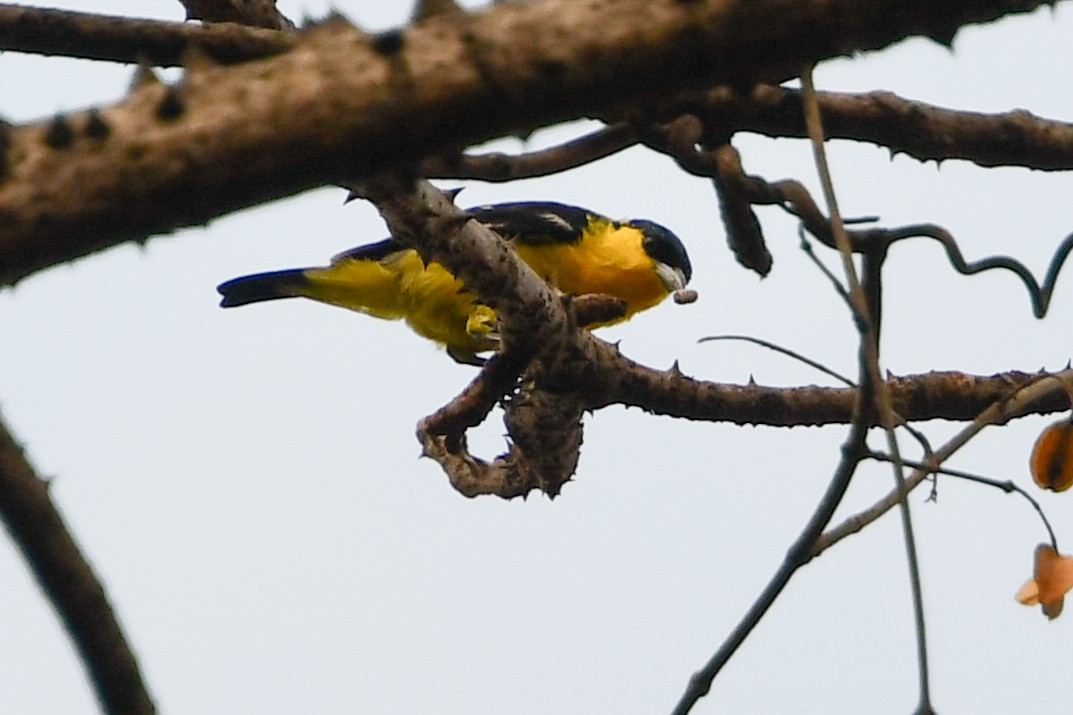 Common Iora - Mohan Shenoy