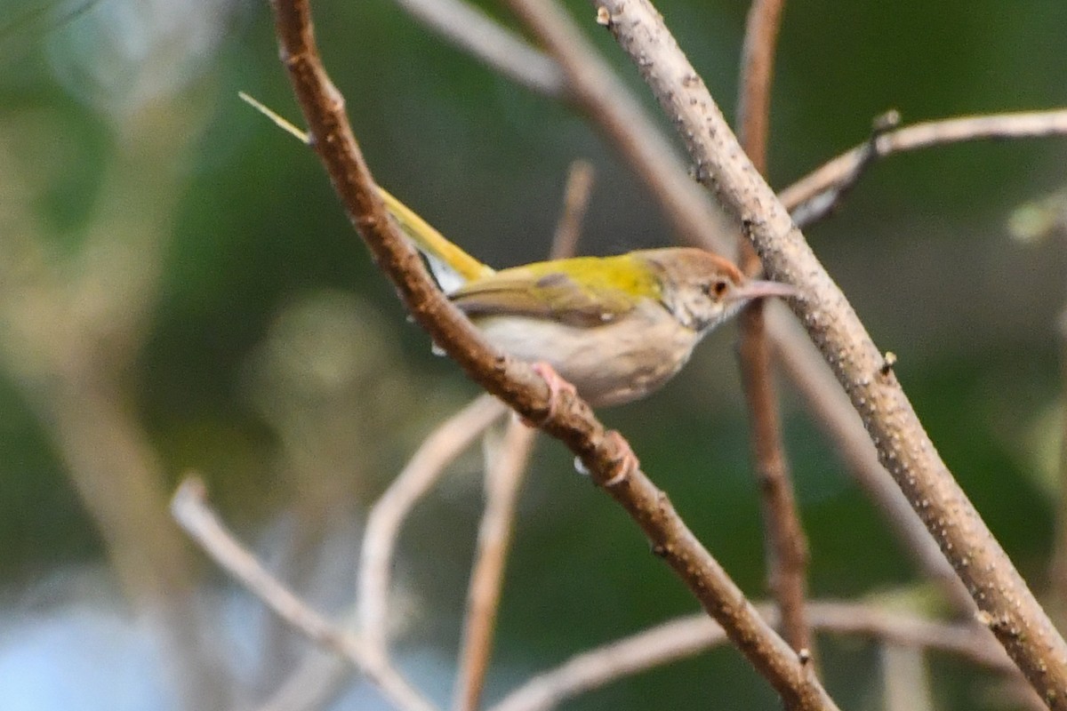 Common Tailorbird - Mohan Shenoy