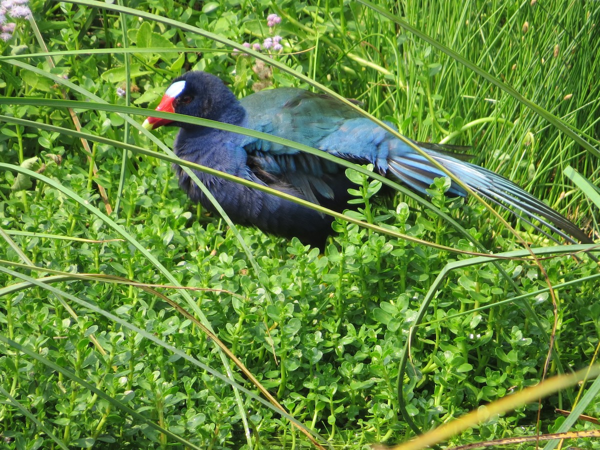 Purple Gallinule - Tamie Bulow