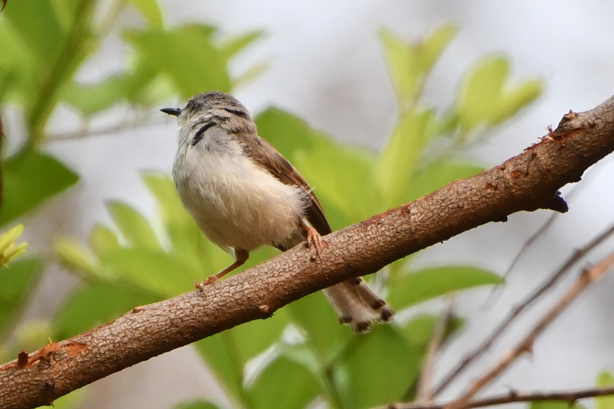 Gray-breasted Prinia - Mohan Shenoy