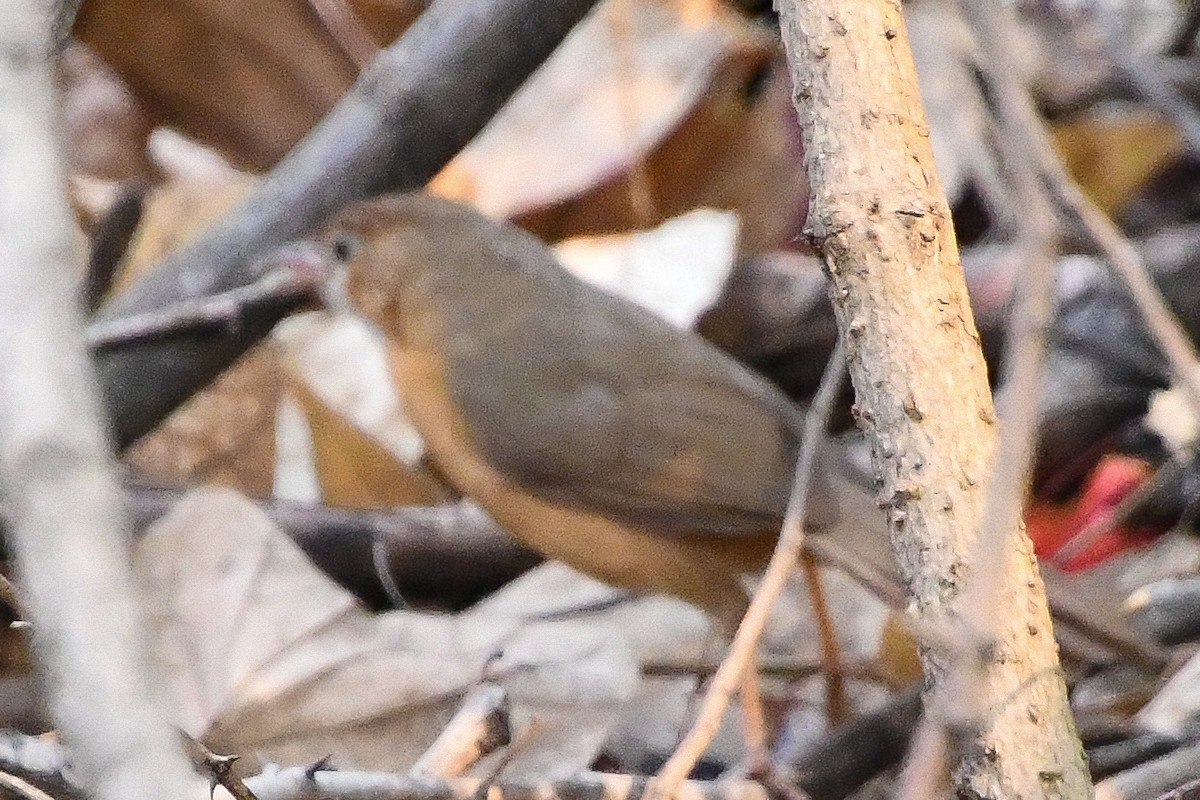 Tawny-bellied Babbler - Mohan Shenoy