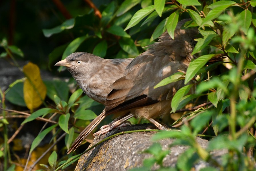 Jungle Babbler - Mohan Shenoy