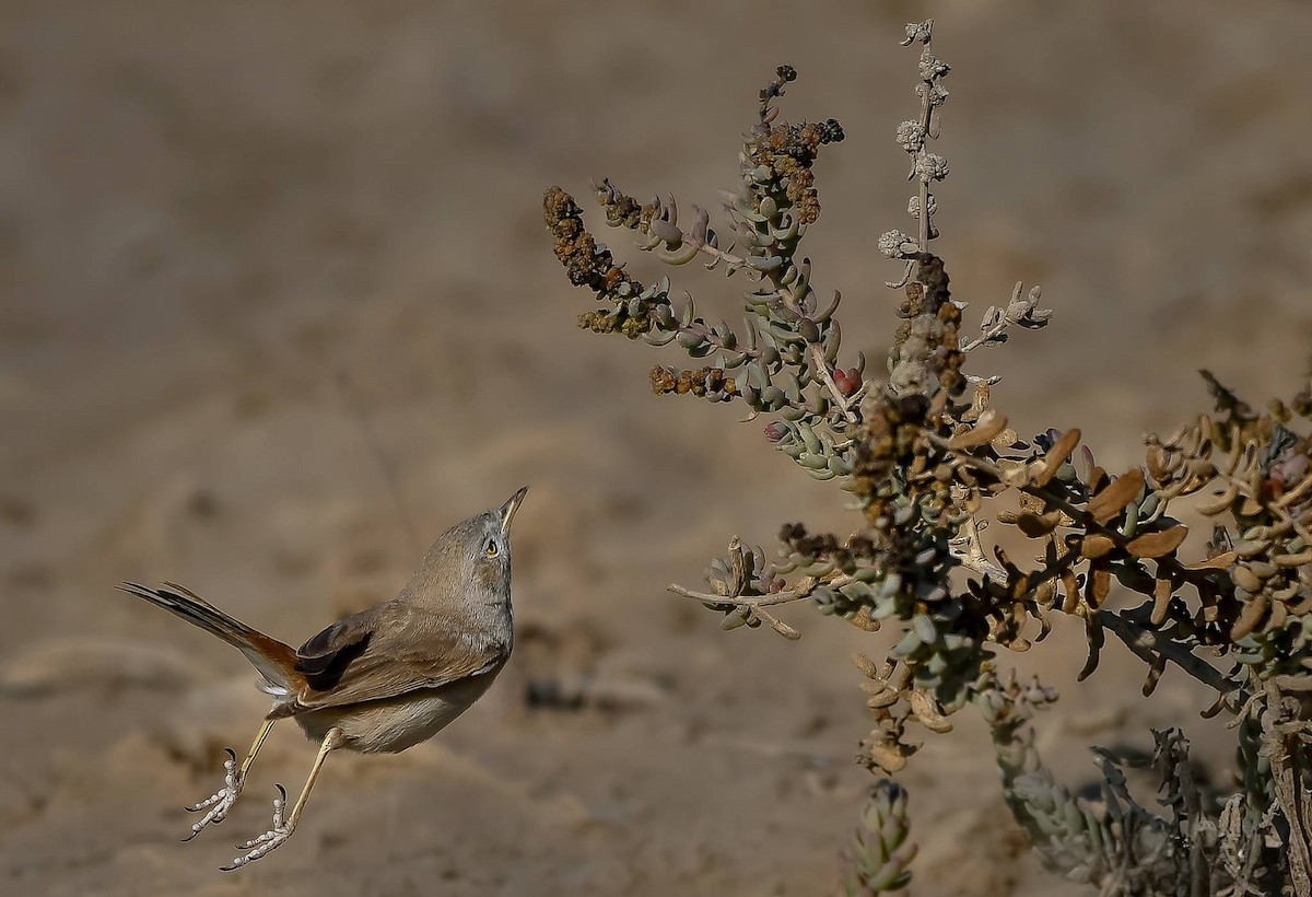 Asian Desert Warbler - Rahul Chakraborty