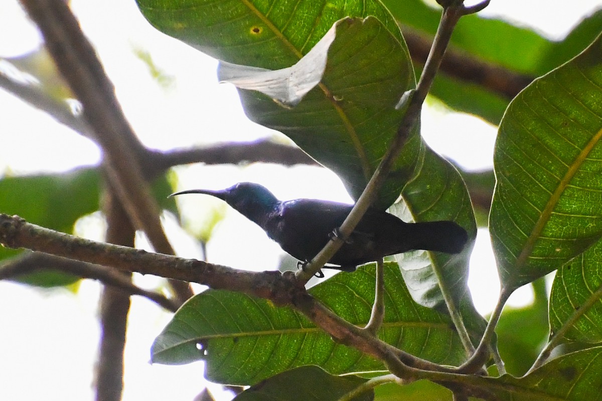 Purple Sunbird - Mohan Shenoy