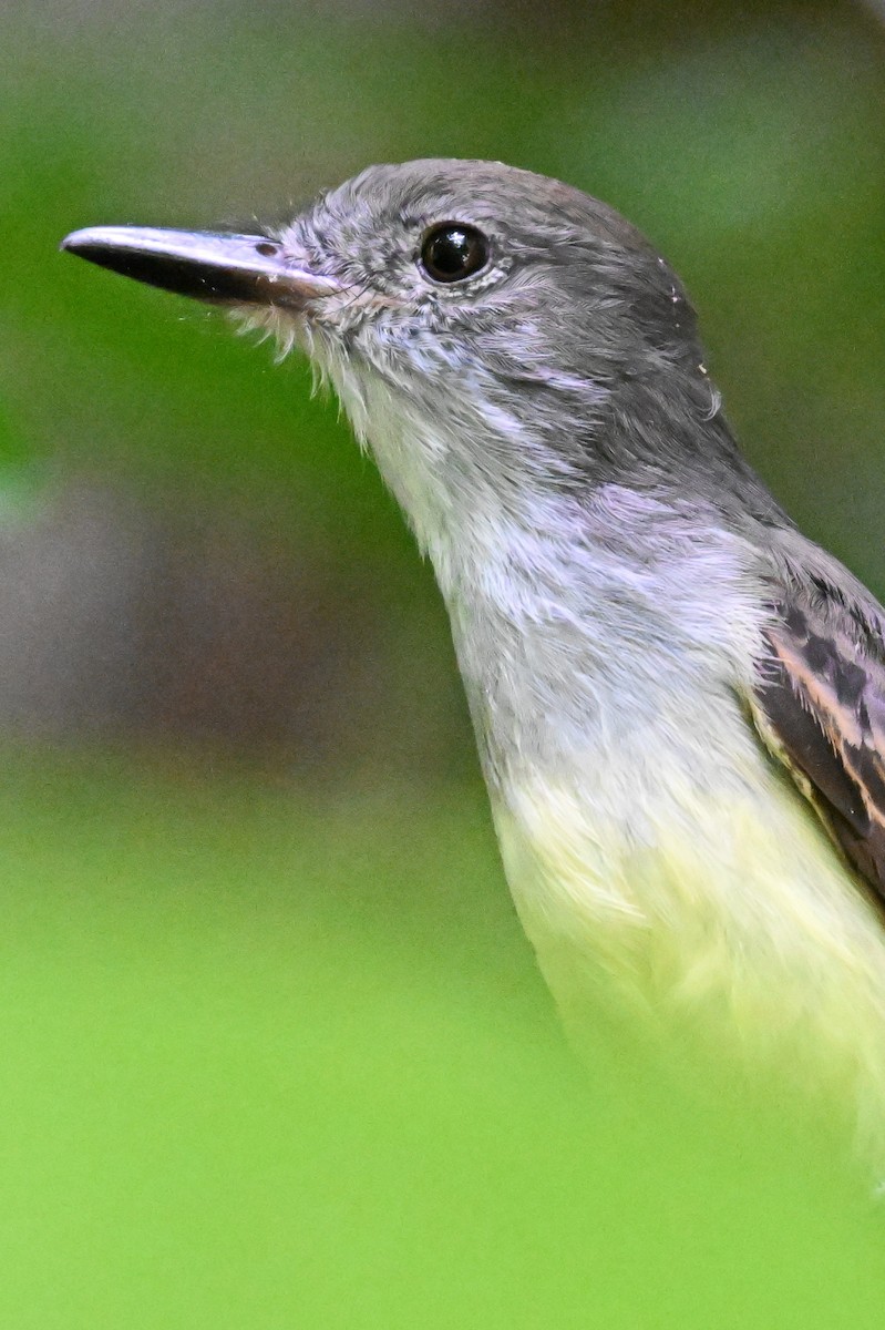 Lesser Antillean Flycatcher - James Cosgrove