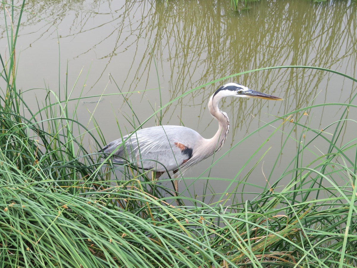 Great Blue Heron - ML619164790