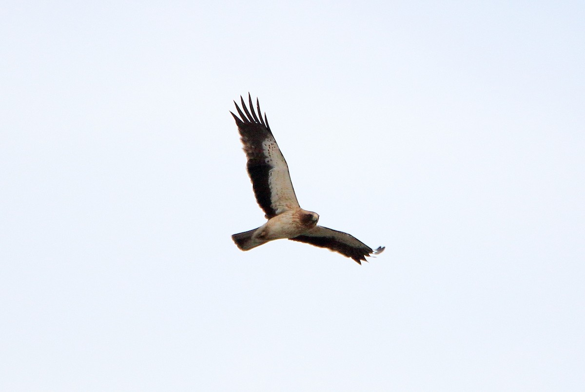 Booted Eagle - bousquet francois