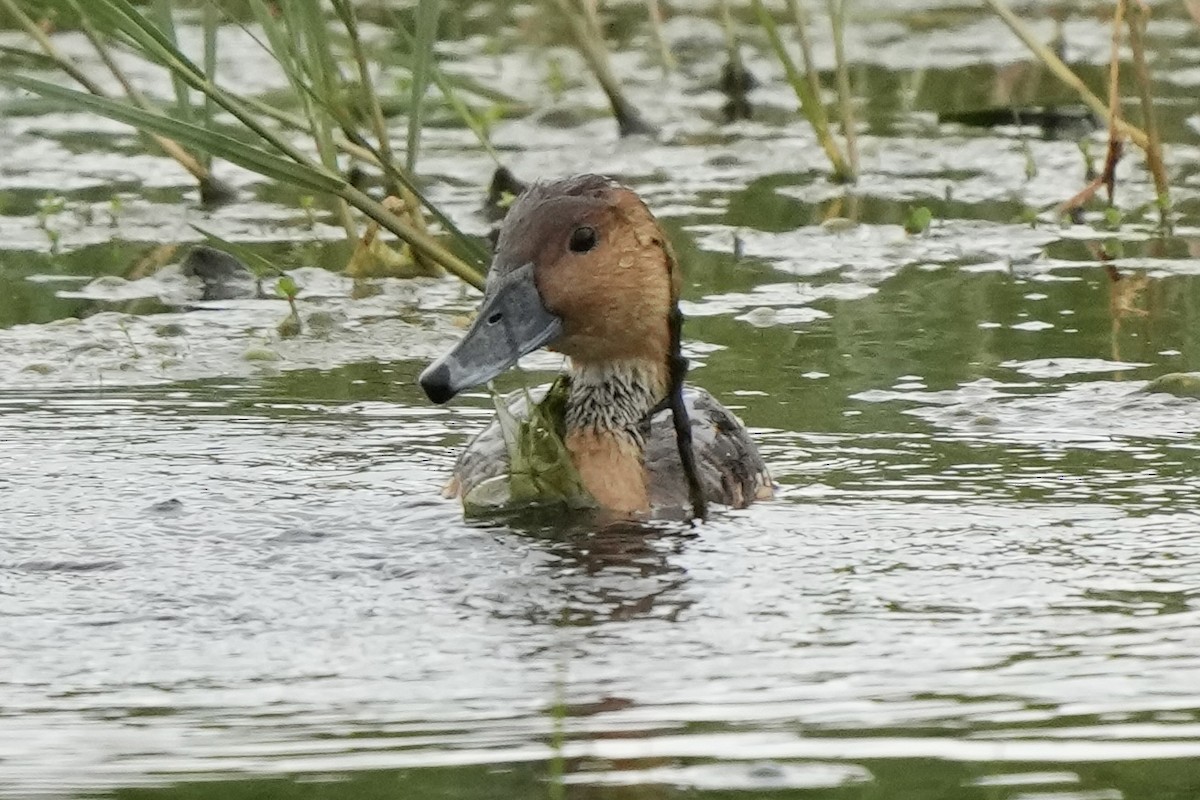 Fulvous Whistling-Duck - Tom Cassaro