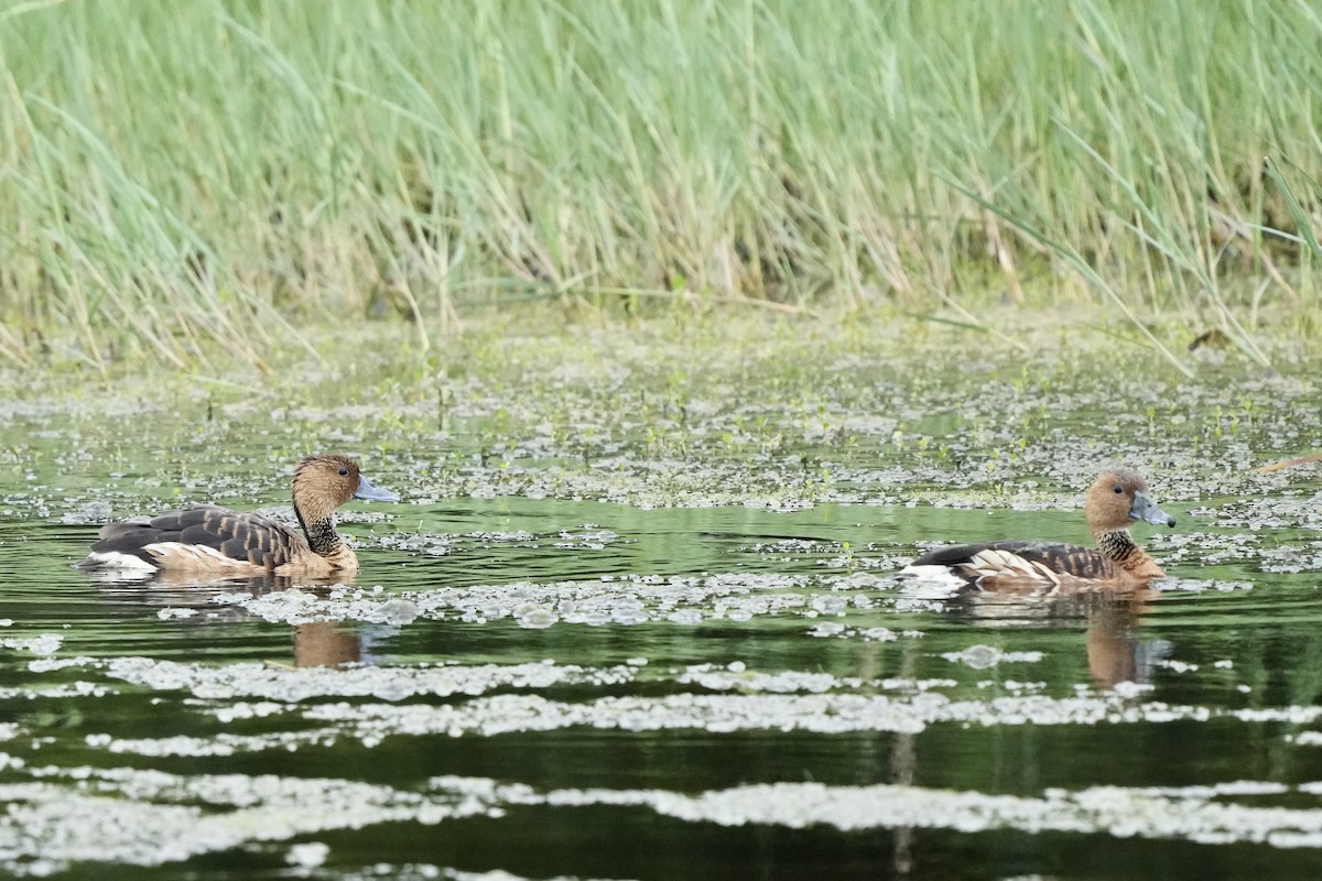 Fulvous Whistling-Duck - Tom Cassaro