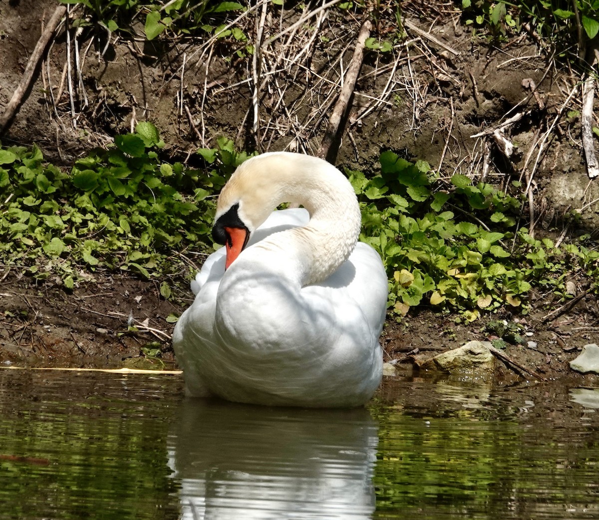 Mute Swan - Jill Punches