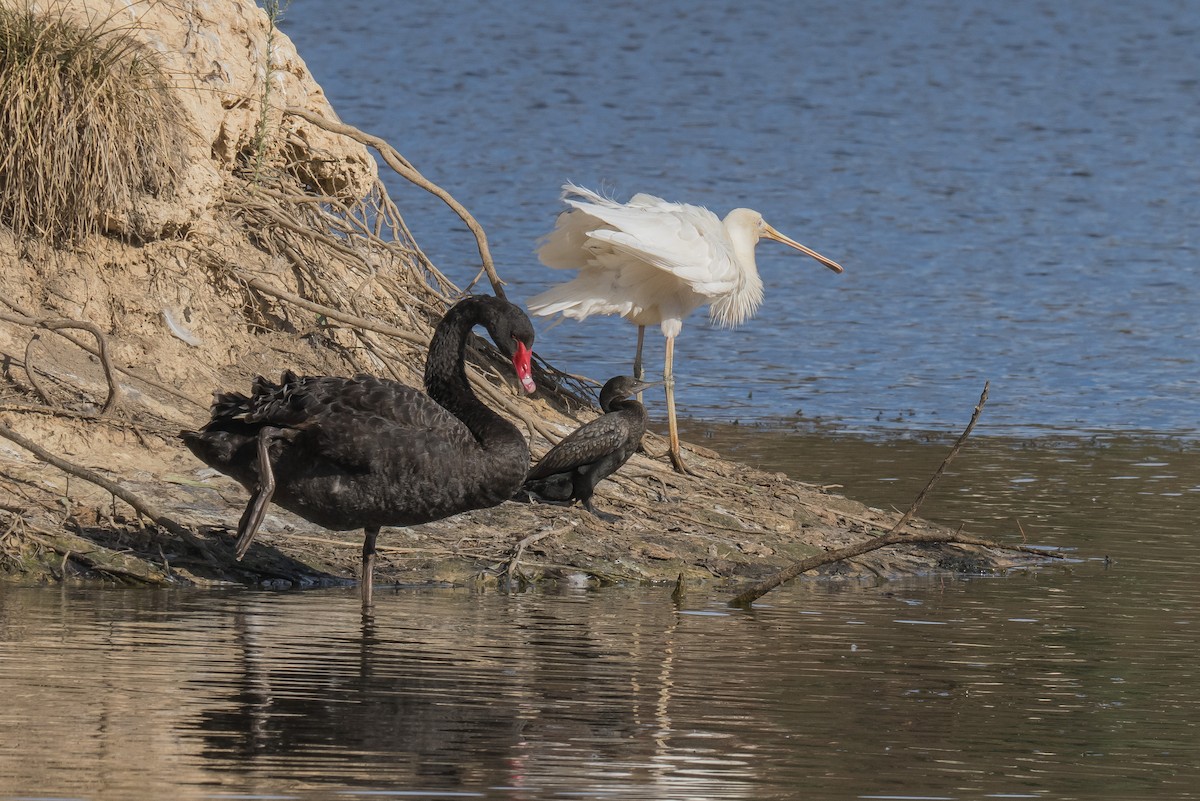Yellow-billed Spoonbill - ML619164865