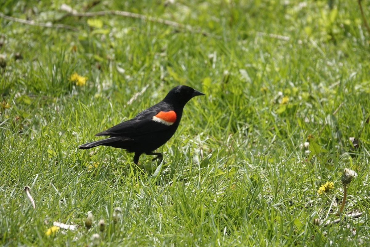 Red-winged Blackbird - Jill Punches