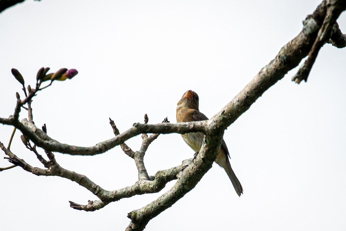 Gray Seedeater - Francisco Russo