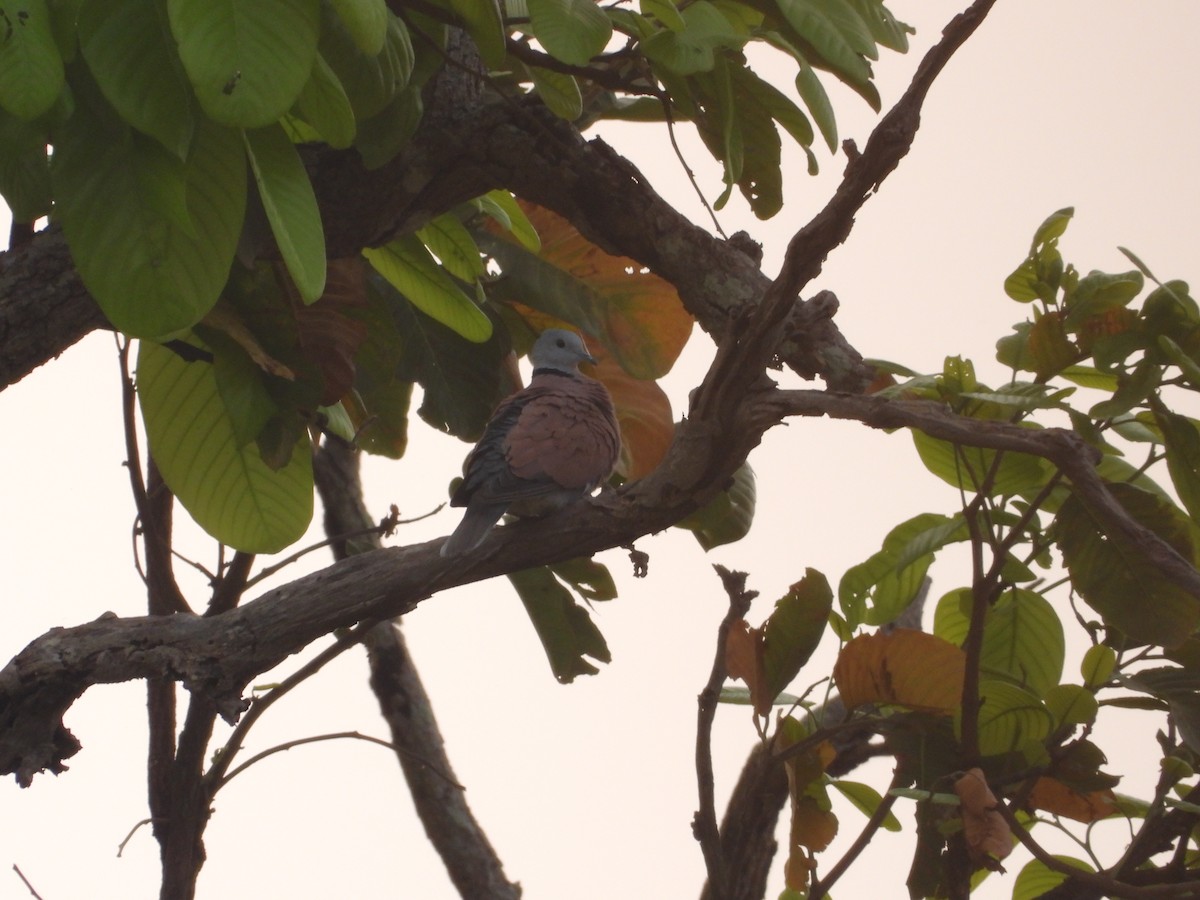 Red Collared-Dove - Thananh KH.