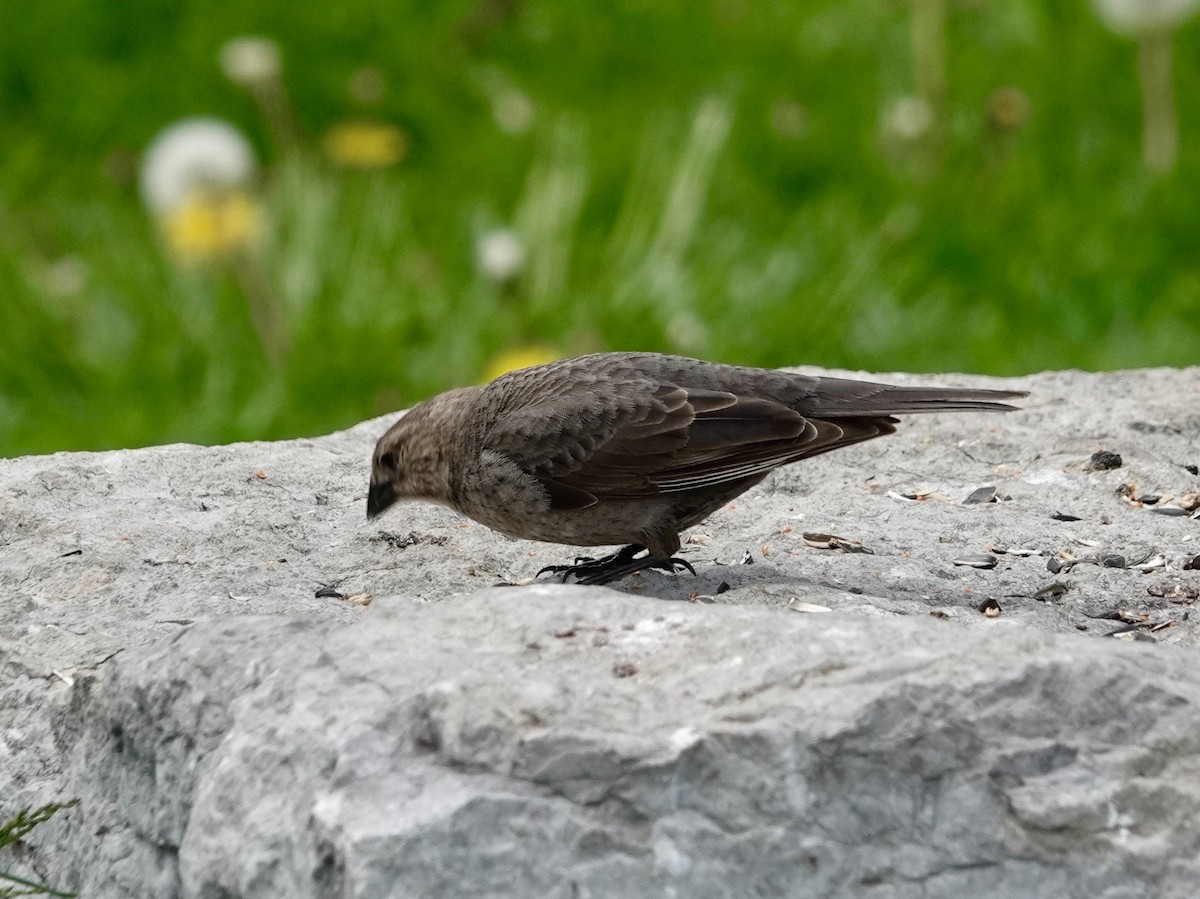 Brown-headed Cowbird - Jill Punches