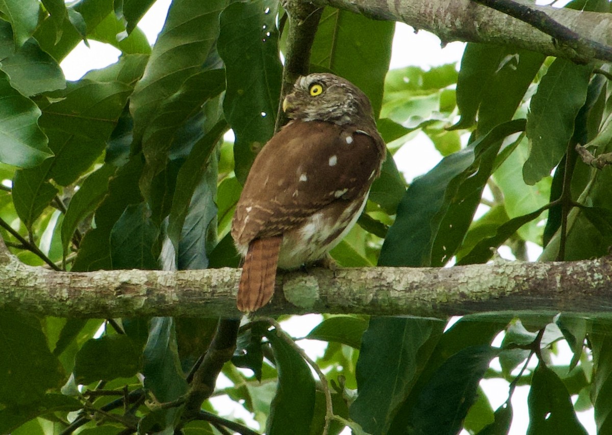 Ferruginous Pygmy-Owl - Frances Oliver