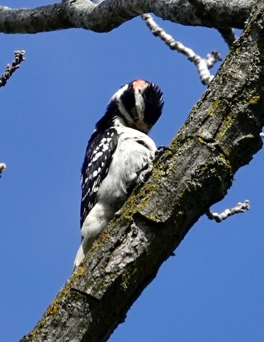 Hairy Woodpecker - Jill Punches