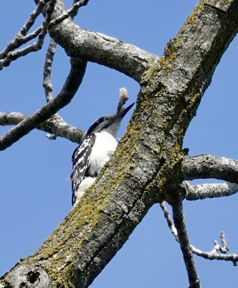 Hairy Woodpecker - Jill Punches