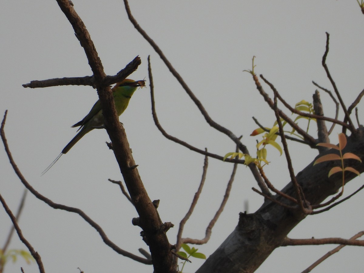 Asian Green Bee-eater - ML619164916