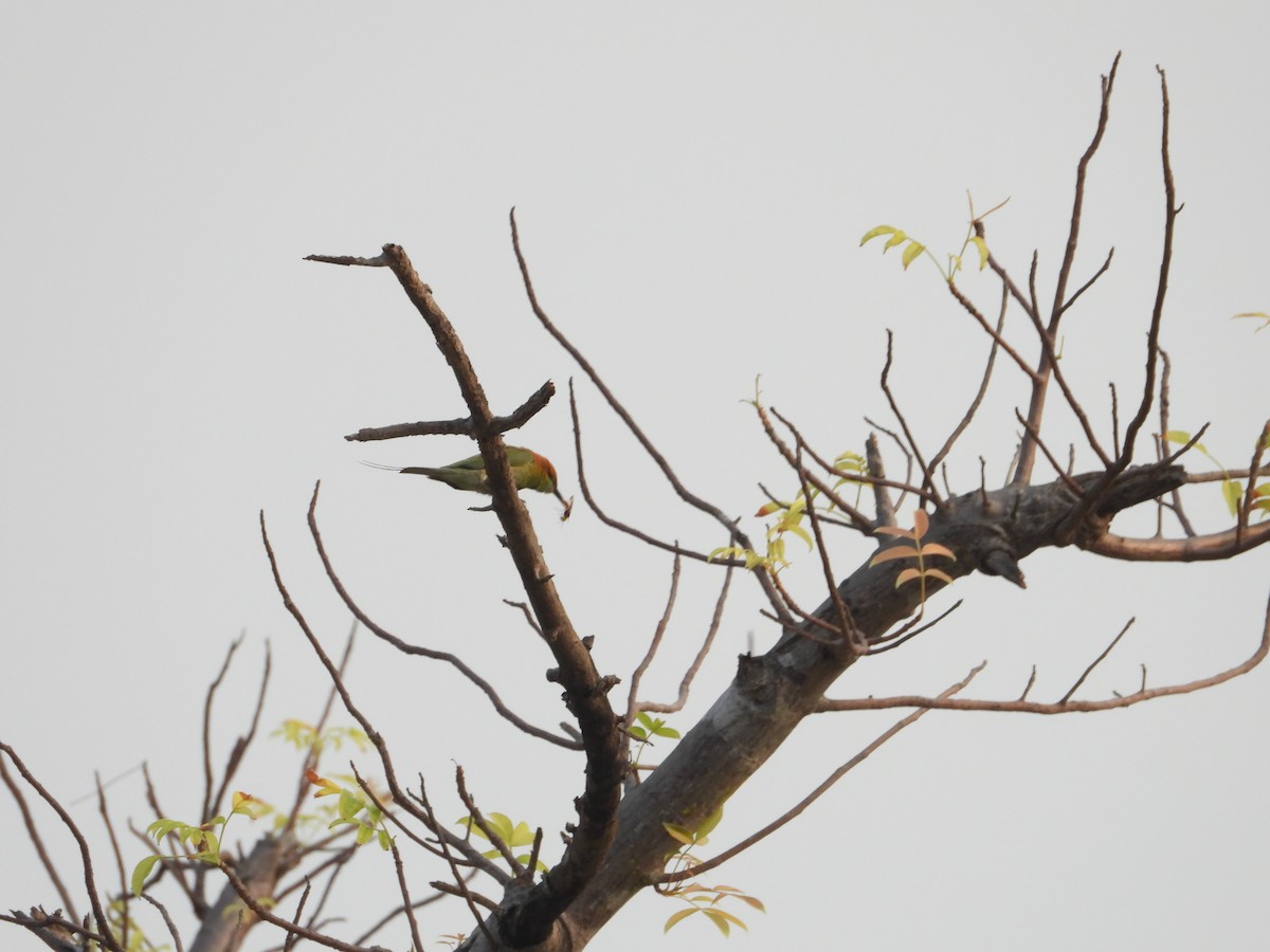 Asian Green Bee-eater - ML619164917