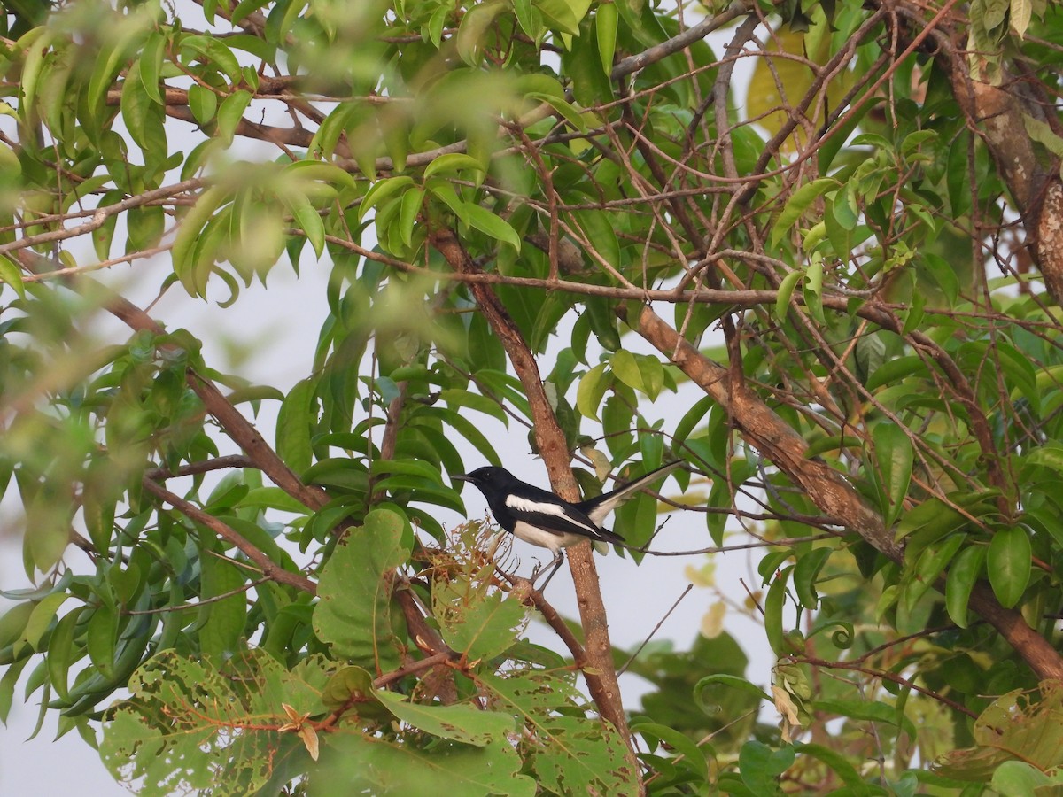 Oriental Magpie-Robin - ML619164963