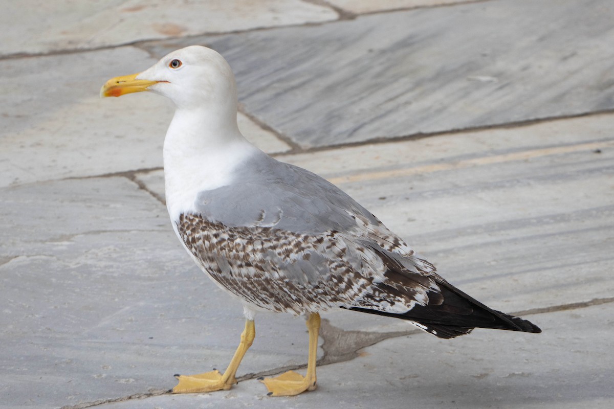 Yellow-legged Gull - ML619164966