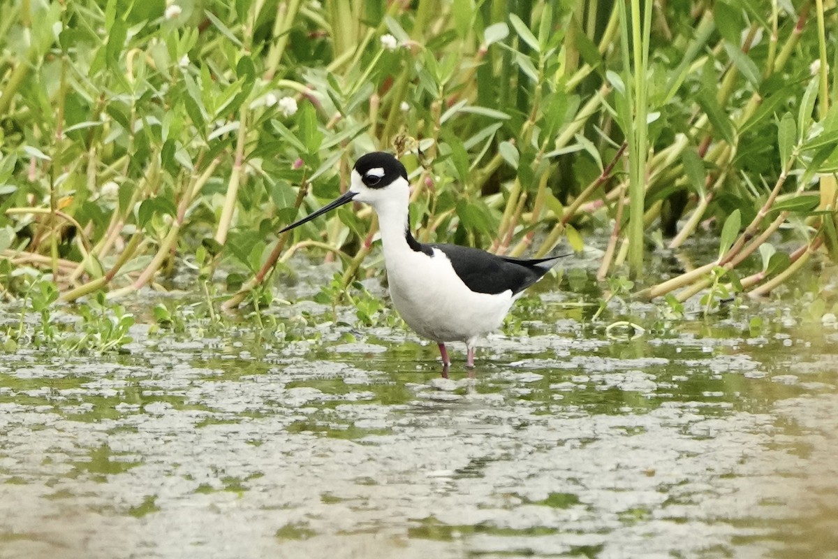 Schwarznacken-Stelzenläufer - ML619164979