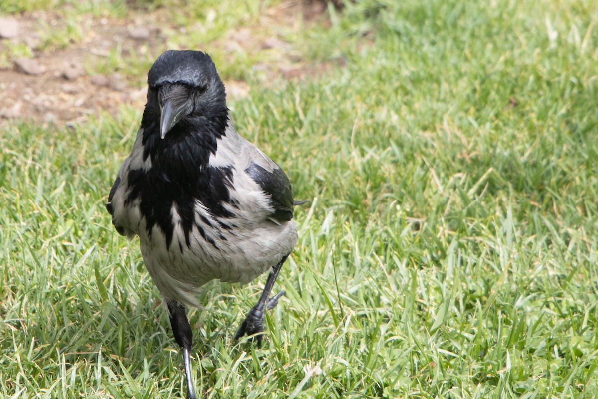 Hooded Crow - Pat and Denise Feehan