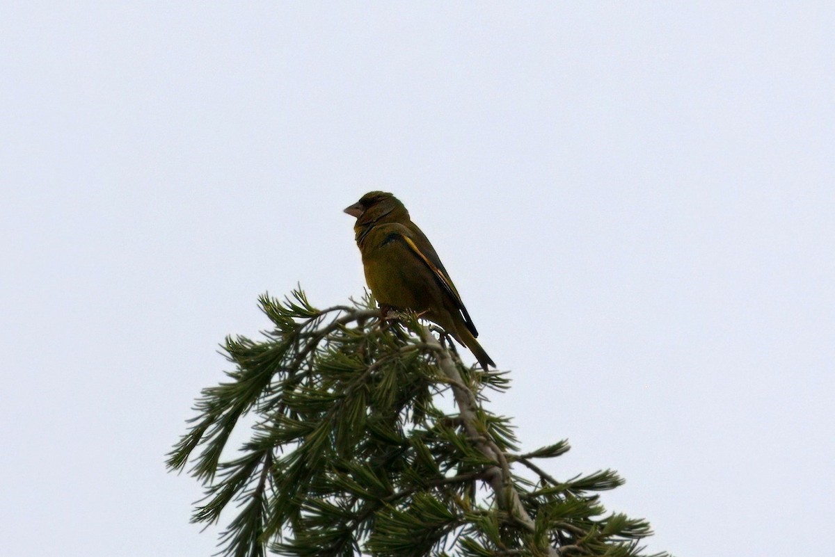 European Greenfinch - Peter Roberts