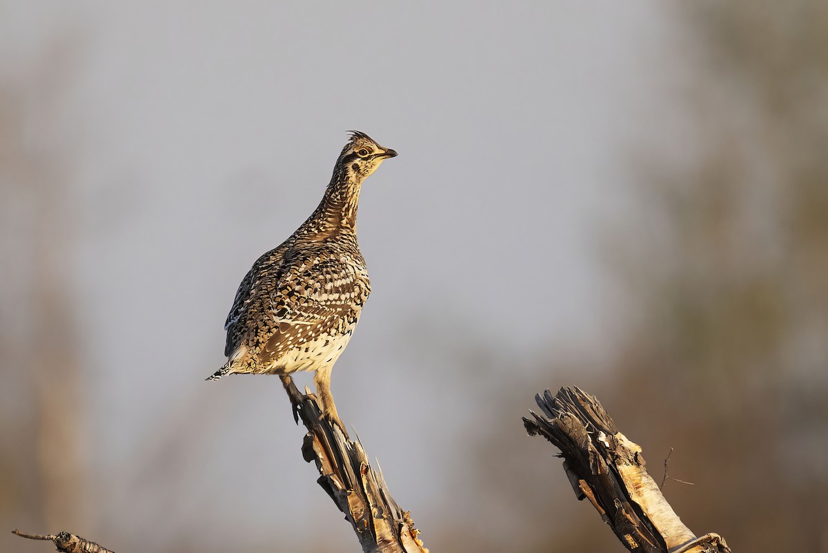 Sharp-tailed Grouse - Gerald Romanchuk